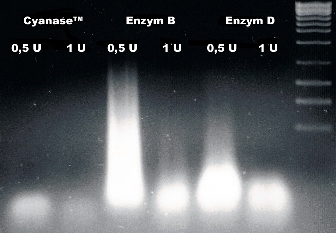 Cyanase Nuclease